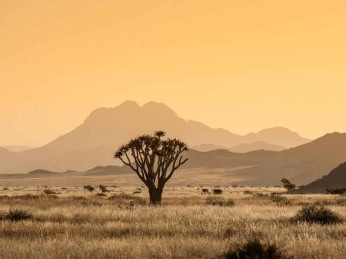 Desert Sands