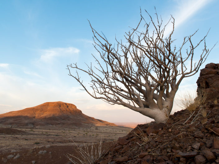 Dryland Plants