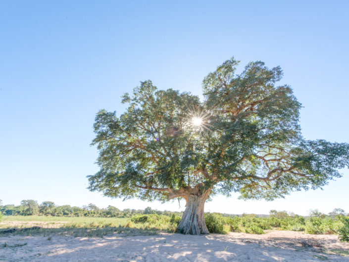 Trees of Life