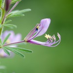 Botswana, Chiefs Island, Okavango Delta, flower macro shot© David Rogers