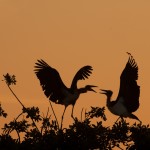 Maribou storks at the Godikwe Lagoon