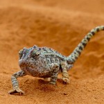 201107_Namibia_DSC_3094