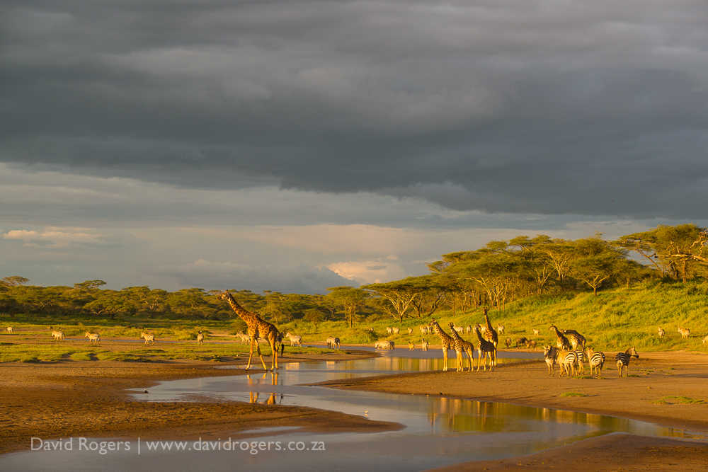 A stunning scene at Lake Ndutu with animals, the light and the landscape all coming together beautifully