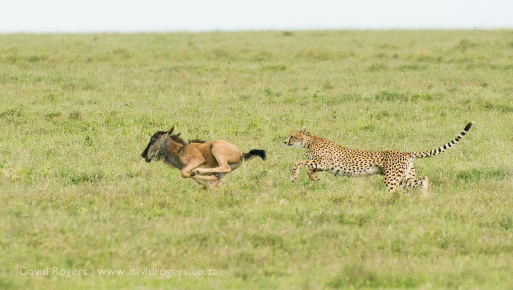 Cheetah action at Ndutu is famed at this time of the year
