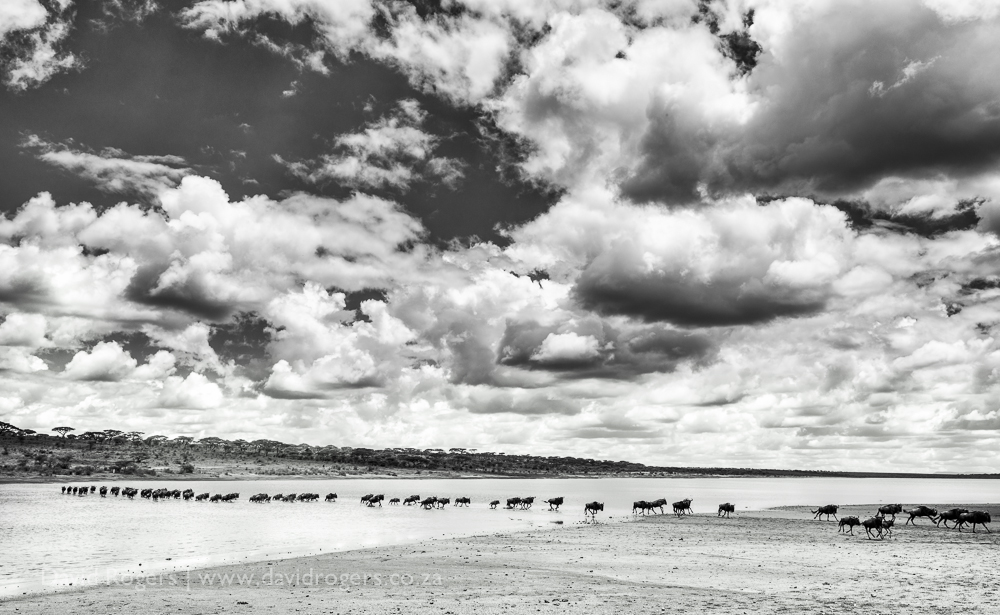 Wildeest migration crossing Lake Ndutu
