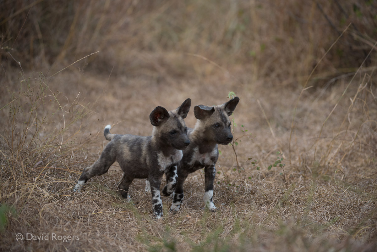 Wild dog pups delighted us at Kirkmans -- first time seen here for decades