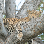 Okavango photographic workshop with David Rogers