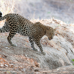 Luangwa leaopard
