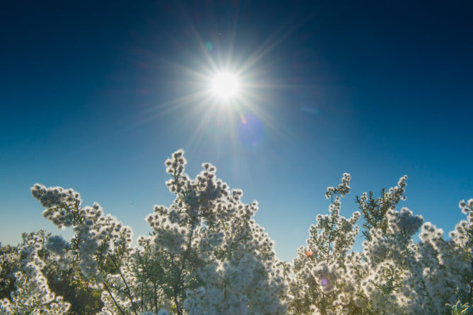 201409_flowers0189
