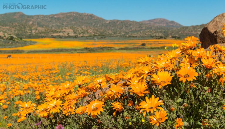 Flower fields