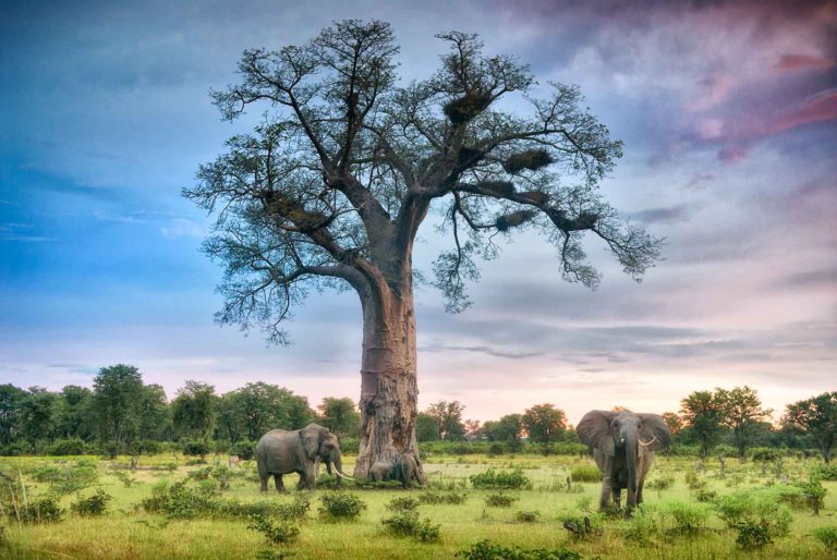 South Luangwa by David Rogers