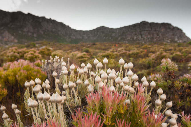 201112_capetown_29