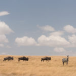201609_mara0775