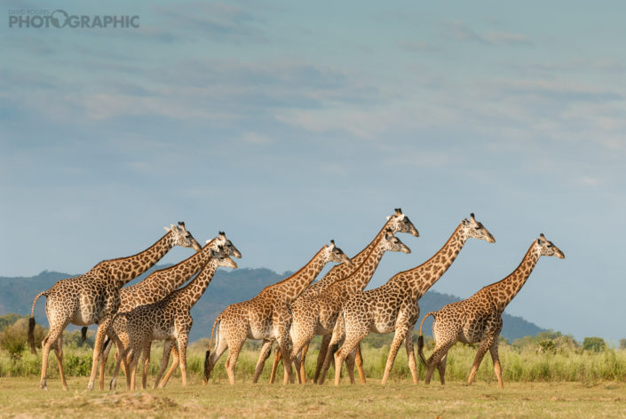 200805_SouthLuangwa_695-1
