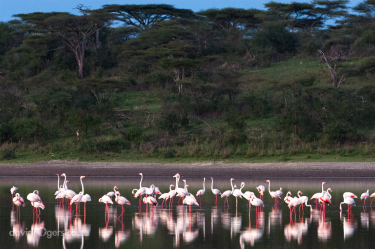 200802_Serengeti_1060