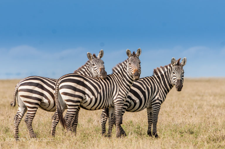200802_Serengeti_866
