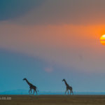 Kenya, Amboseli National Park, sunset with the silhouettes of three giraffe
©David Rogers