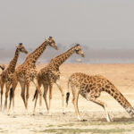 Kenya, Amboseli National Park, a group of four giraffe and one giraffe is drinking water.
©David Rogers