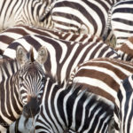 200809_mara_2812