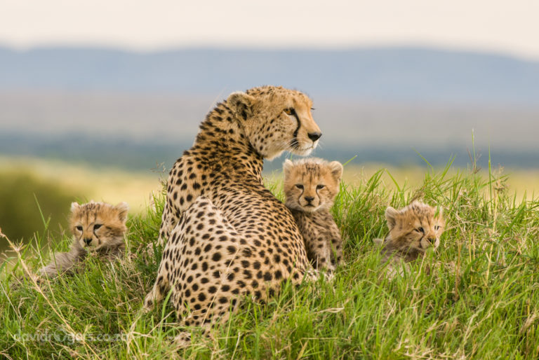 Kenya, Masai Mara National Park, Acheetah sitting in the grass with three young cubs.
©David Rogers