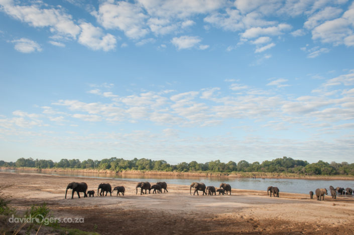 Zambia, South Luangwa, group of elephant seen near Luangwa River
© David Rogers