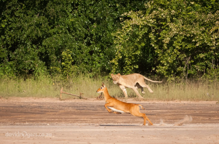 Zambia, South Luangwa, lioness chasing a puku,
© David Rogers