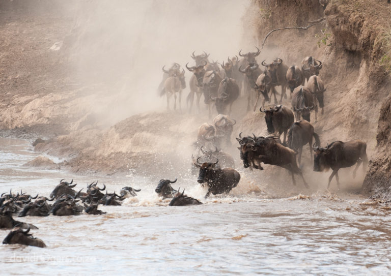 Kenya, Masai Mara, wildebeest, Main Crossing.