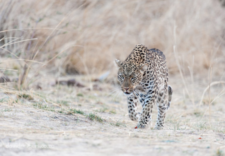 201010_SouthLuangwa_362