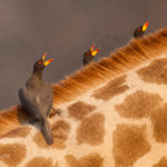 201010_SouthLuangwa_72-Edit