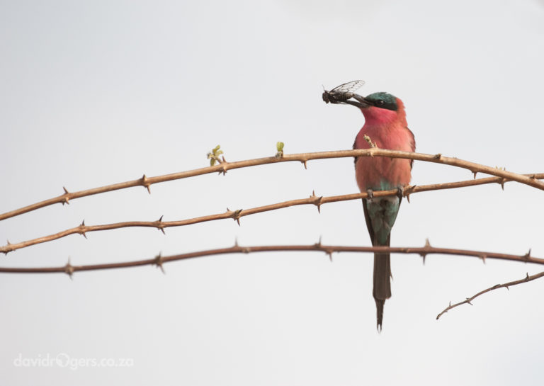 201011_SouthLuangwa_1329