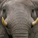 Botswana, Okavango Delta, elephant
© David Rogers