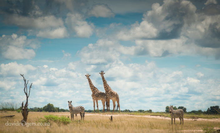 201403_Luangwa_661