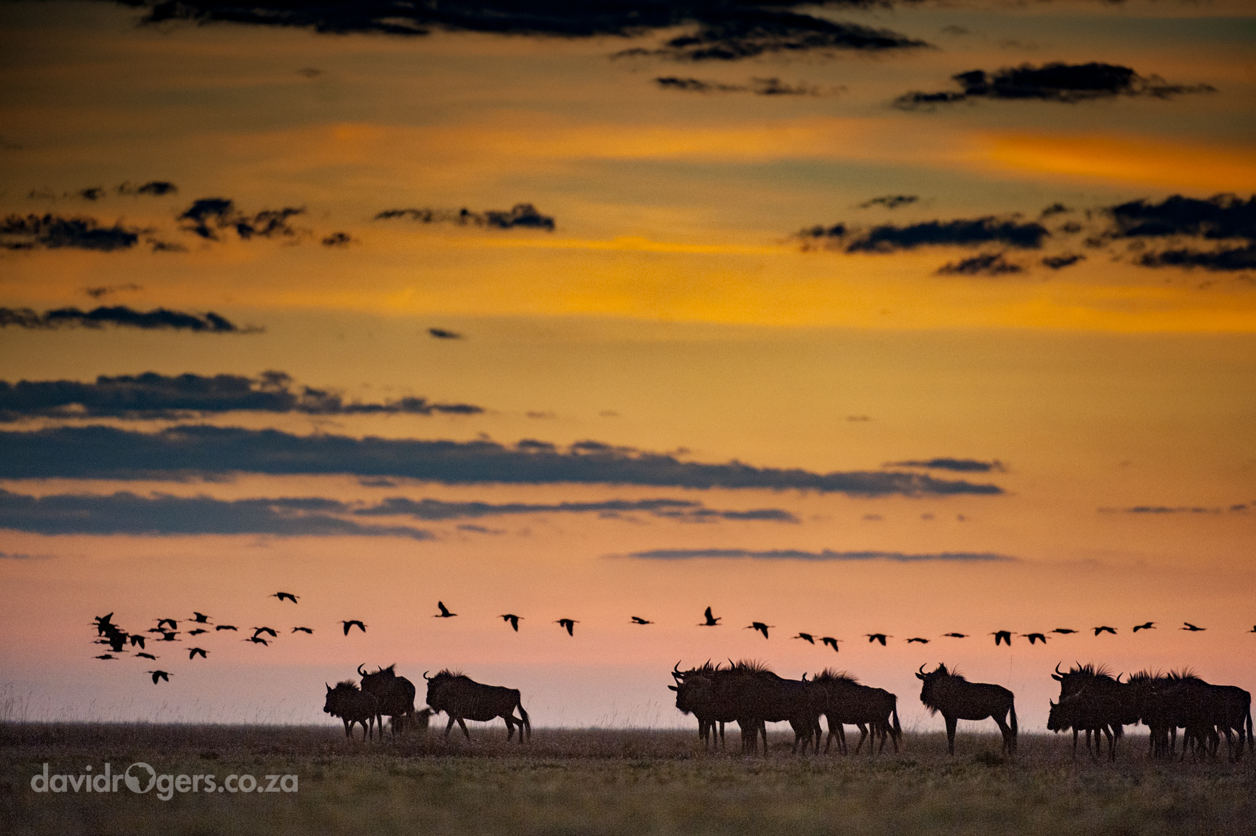 Liuwa Plains in Zambia with David Rogers Photographic
