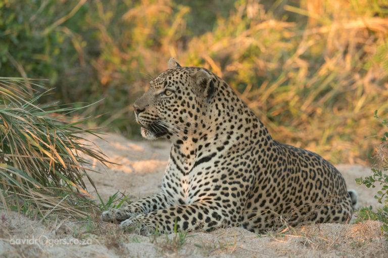 201406_Londolozi30