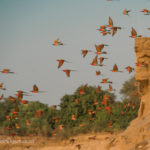 201509_SouthLuangwa_0736