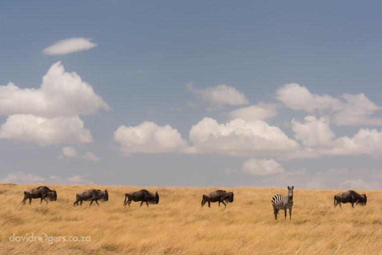 201609_mara0775