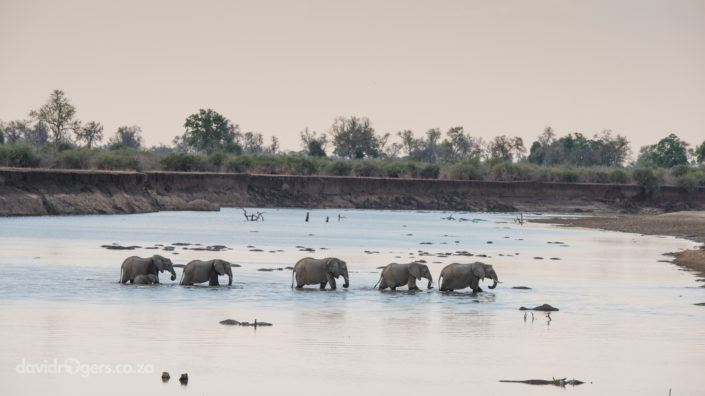 201610_Luangwa1288