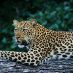 Zambia, South Luangwa, leopard
© David Rogers
© David Rogers