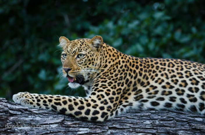 Zambia, South Luangwa, leopard
© David Rogers
© David Rogers