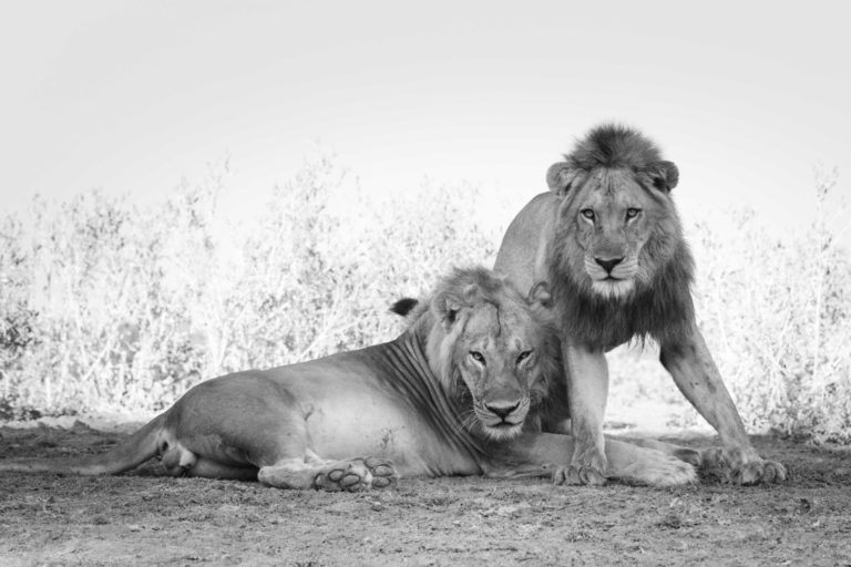 201911_Zambia1444-2