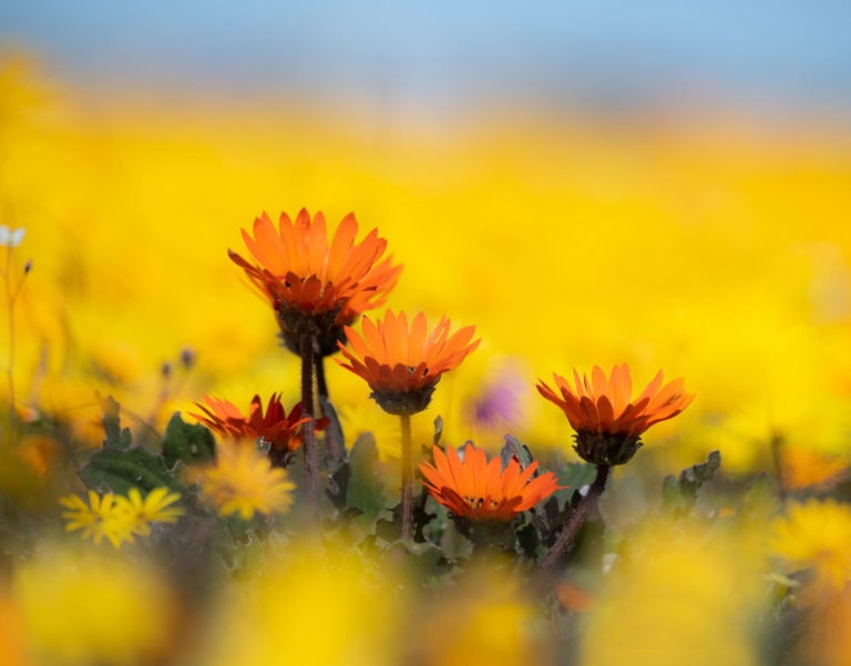 namaqualand