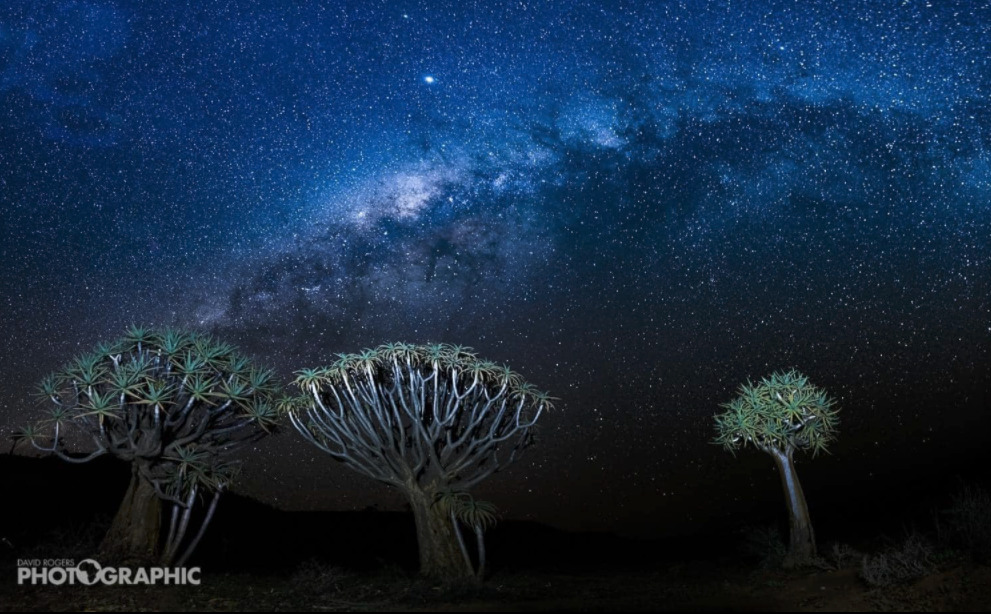 Kokerboom stars David Rogers art