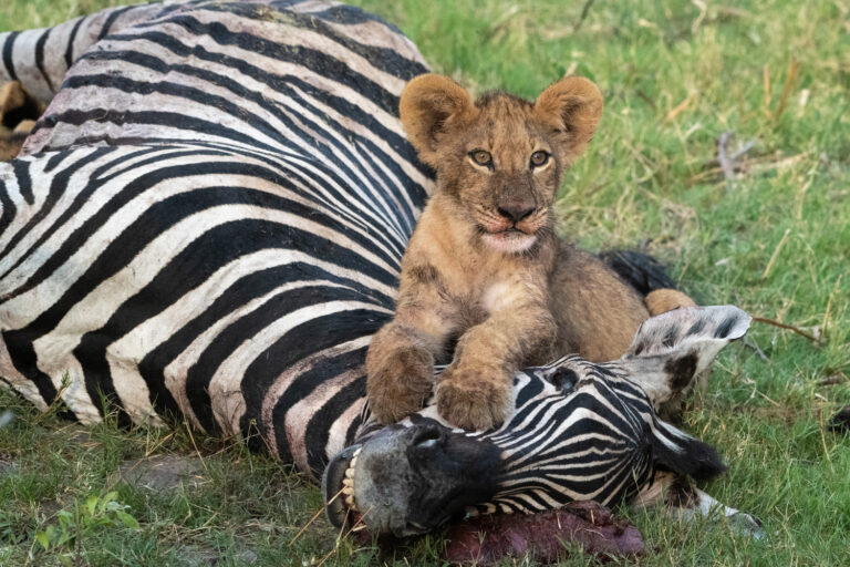 leopard cub on a zebra head on a photographic workshop with David Rogers