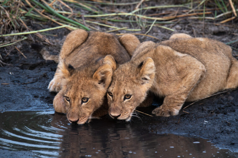 2021botswana11079