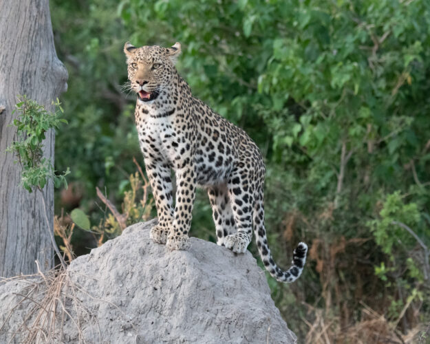 leopard, gomoti, david rogers photographic safari to Okavango