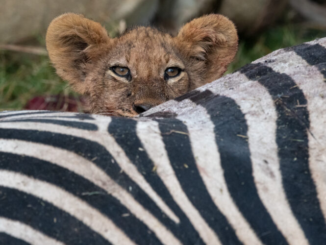 lion cub on a photo safari to Okavango with David Rogers