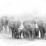 Luangwa herd