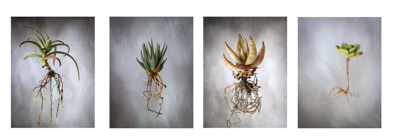 David Rogers artwork of aloes