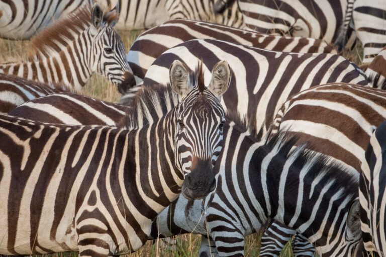 Kenya Masai Mara photographic workshop with David Rogers