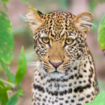 South Luangwa photographic workshops with David Rogers.